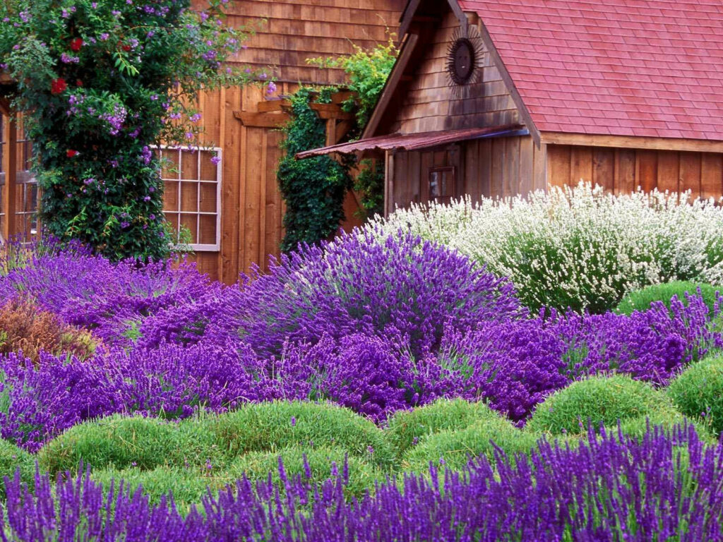 Lavender