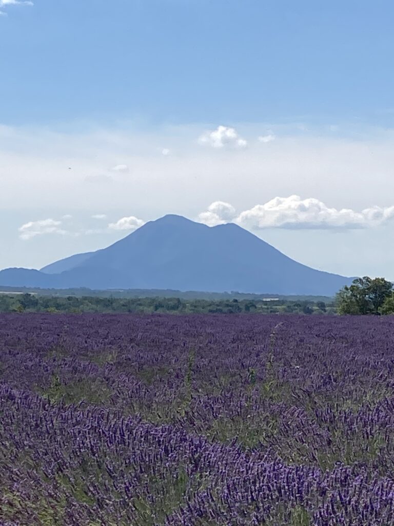 Lavender