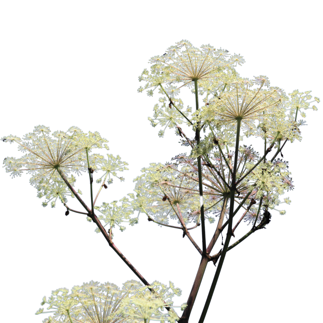 angelica isolated 1