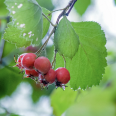 Hawthorn Berries