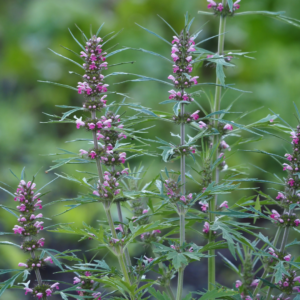 Motherwort 1