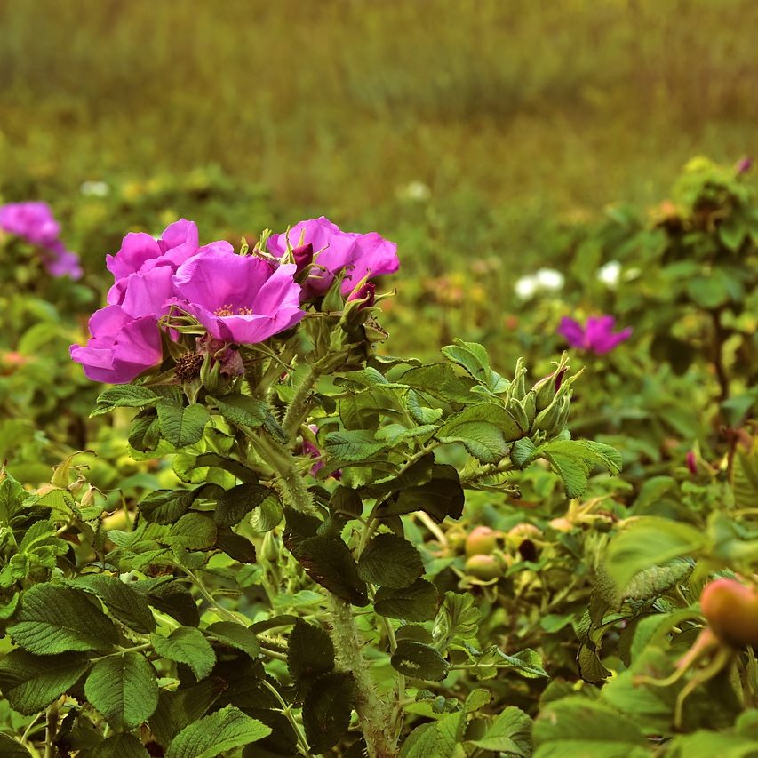 dog rose, wild rose, bush rose-4377421.jpg