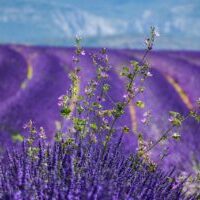 moustiers-sainte-marie, lavender, beautiful landscape-3764937.jpg